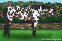 Horse Color:Brown Appaloosa