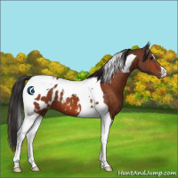 Horse Color:Bay Tobiano Appaloosa 