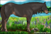 Horse Color:Liver Chestnut 