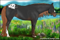 Horse Color:Liver Chestnut Appaloosa 