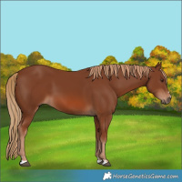 Horse Color:Chestnut 