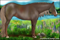 Horse Color:Liver Chestnut 