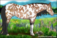 Horse Color:Brown Near Leopard