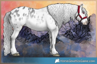 Horse Color:Bay Chinchilla Appaloosa 