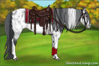 Horse Color:Bay Chinchilla Tobiano Appaloosa