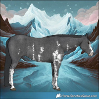 Horse Color:Black Sabino 
