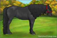 Horse Color:Black Chinchilla 