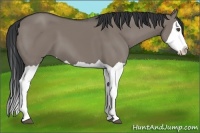 Horse Color:Grullo Splash 