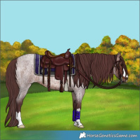 Horse Color:Chocolate Brown Roan 