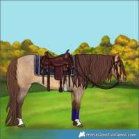 Horse Color:Chocolate Buckskin Roan 