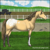 Horse Color:Buckskin Appaloosa 