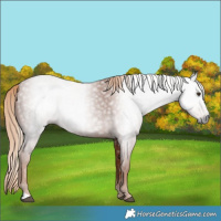 Horse Color:Gray Chestnut 