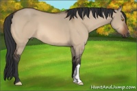 Horse Color:Bay Dun