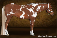 Horse Color:White Spotted Chestnut 