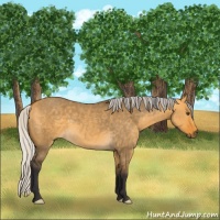 Horse Color:Silver Buckskin Dun 