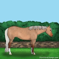 Horse Color:Silver Bay Dun 