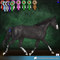 Horse Color:Smoky Black 