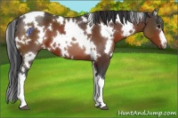 Horse Color:White Spotted Brown 