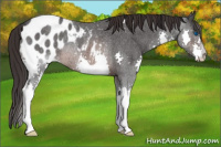 Horse Color:Brown Roan Splash Appaloosa Rabicano
