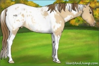 Horse Color:White Spotted Buckskin Dun Tobiano Blanket Rabicano
