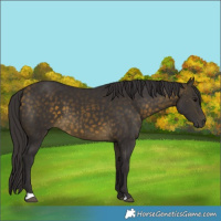 Horse Color:Buckskin 
