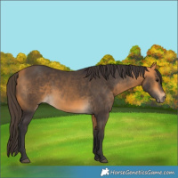 Horse Color:Buckskin 