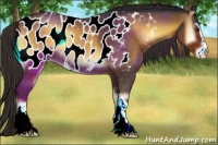 Horse Color:Liver Red Onyx Roan Sabino Appaloosa 