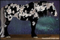 Horse Color:White Spotted Bay Ice Onyx Splash Appaloosa 