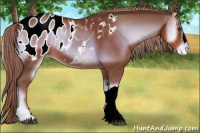 Horse Color:Red Onyx Appaloosa 