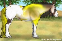 Horse Color:Liver Red Onyx Sabino Appaloosa