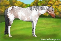 Horse Color:White Spotted Brown 