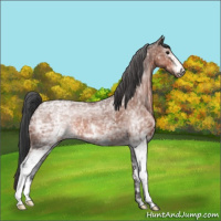 Horse Color:White Spotted Bay Ice 