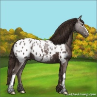 Horse Color:Liver Chestnut Appaloosa 
