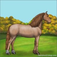 Horse Color:Red Roan 