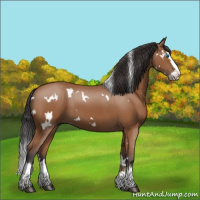 Horse Color:White Spotted Bay Splash 