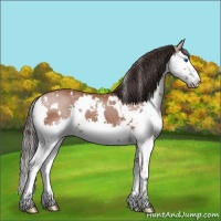Horse Color:White Spotted Bay Splash 