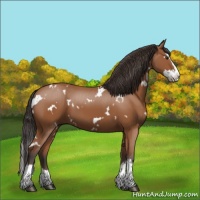 Horse Color:White Spotted Bay Splash 