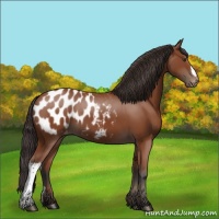 Horse Color:Bay Appaloosa 