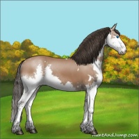 Horse Color:White Spotted Bay Splash 