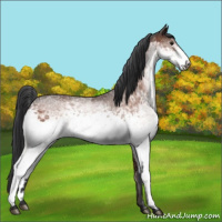 Horse Color:White Spotted Bay 