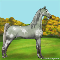 Horse Color:Silver Bay Ice Roan Dun 