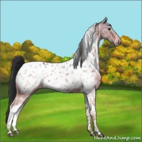 Horse Color:Bay Ice Tobiano Appaloosa 
