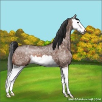 Horse Color:Bay Ice Splash 