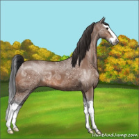 Horse Color:Bay Ice Splash 