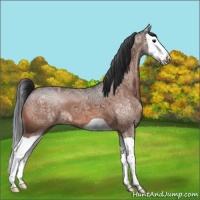 Horse Color:Bay Ice Splash 