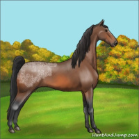 Horse Color:Bay Ice 