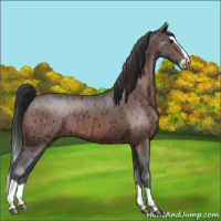 Horse Color:Bay Ice Splash 