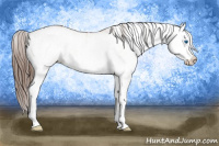 Horse Color:White Spotted Bay Splash Appaloosa  and White Spotted Bay Splash Appaloosa 
