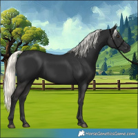 Horse Color:Liver Chestnut Mushroom 