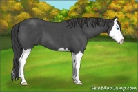 Horse Color:Smoky Blue Roan Splash 
